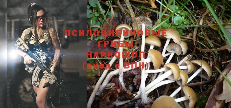 где купить   Полярный  Псилоцибиновые грибы Psilocybe 